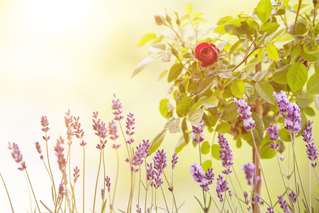 Lavender field closeup. Blooming lavender. blooming rose. Aromatic lavender flowers over sunset sky.の写真素材