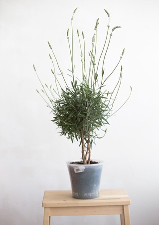 Lavender pot in the interior over white wall. Blooming lavender. Interior Provence.の写真素材