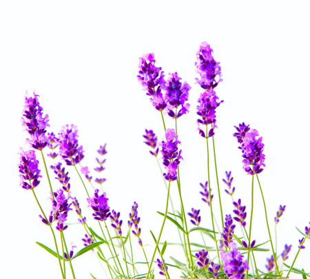 Bunch of lavender on a white background.の写真素材