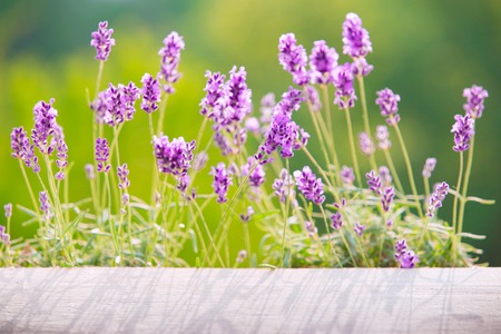 Lavender bushes closeup on table. Light desk of table through flowers of lavender. Provence region of France.の写真素材