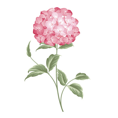 Blooming flower hydrangea on white background. Single hortensia flower. Mop head hydrangea flower isolated against white. Vector illustration.のイラスト素材