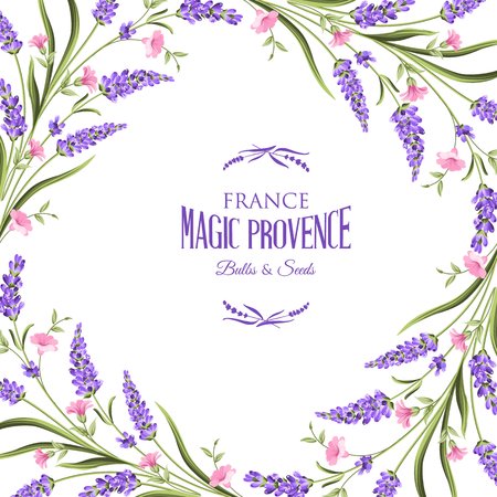 Bunch of lavender flowers on a white. Botanical illustration in intage style.のイラスト素材