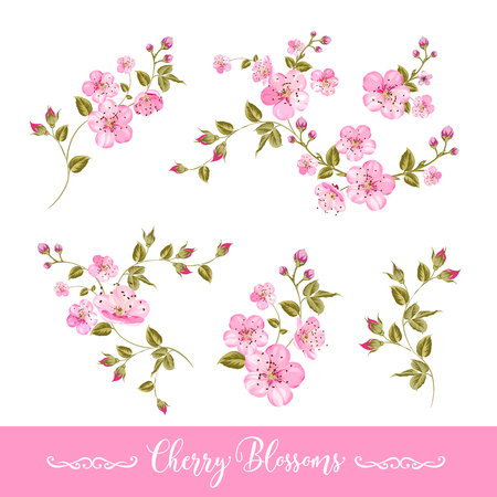 Set of sakura flowers elements. Collection of spring flowers on a white. Vector illustration bundle.のイラスト素材