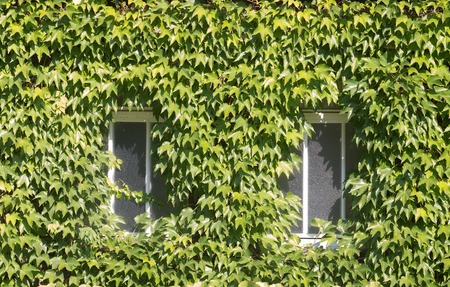 The white window in green garden. English garden cottage with old white windows.の写真素材