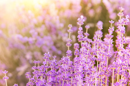 Lavender bushes closeup on evening light. Blooming bush of lavender closeup. Provence region of france.の写真素材