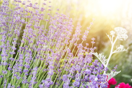 Lavender bushes closeup on evening light. Blooming bush of lavender closeup. Provence region of france.の写真素材