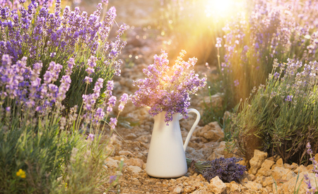 Lavender flower composition on field with vase and basket. Sunset gleam over purple flowers of lavender. Provence region of france.の写真素材
