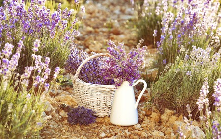 Lavender flower composition on field with vase and basket. Sunset gleam over purple flowers of lavender. Provence region of france.の写真素材