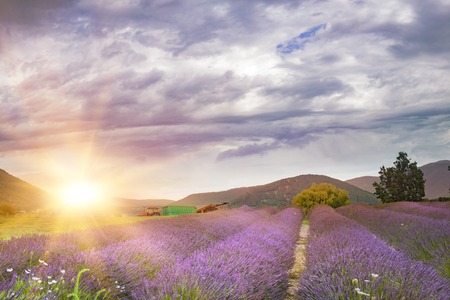 Beautiful image of lavender field over summer sunset landscape.の写真素材