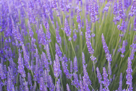 Beautiful image of lavender field over summer sunset landscape.の写真素材