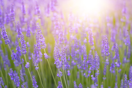 Beautiful image of lavender field over summer sunset landscape.の写真素材