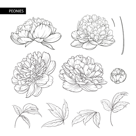 Set of peony flowers contour elements. Botanical illustration. A collection of peonies on a white background. Vector illustration bundle.のイラスト素材