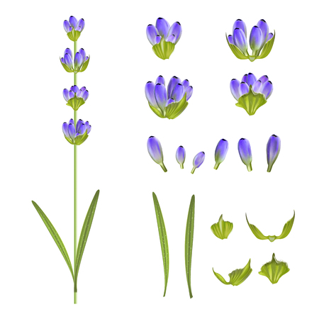 Set of lavender flower elements. Vector illustration bundle.のイラスト素材