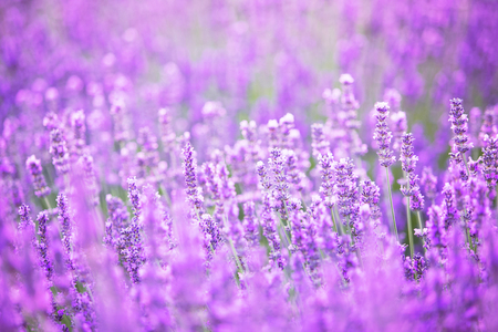 Lavender bushes closeup on sunset. Sunset gleam over purple flowers of lavender. Bushes on the center of picture and sun light on the left. Provence region of france.の写真素材