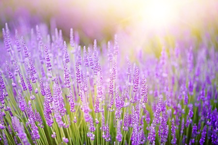 Sunset over a violet lavender field in Provence, Franceの写真素材
