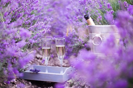 Delicious champagne over lavender flowers field. Violet flowers on the background.の写真素材