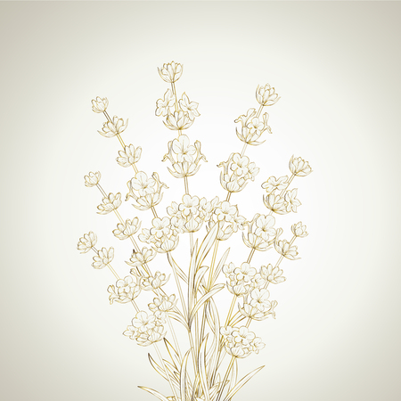Bouquet of lavender on a white background. Black and White line design. Vector illustration bundle.のイラスト素材