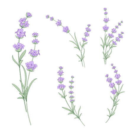 Set of lavender flowers elements. Collection of lavendula on a white background. Vintage set of lavender flowers elements. Lavender hand drawn. Vector illustration bundle.のイラスト素材