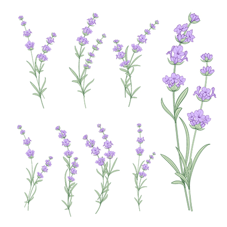 Set of lavender flowers elements. Collection of lavendula on a white background. Vintage set of lavender flowers elements. Lavender hand drawn. Vector illustration bundle.のイラスト素材