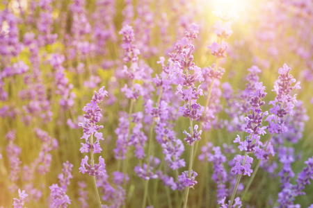 Flowers in the lavender fields in the Provence mountains. Lavender bushes closeup on evening light.の写真素材