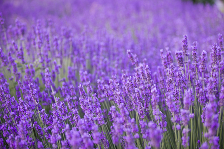 Lavender flower field, fresh purple aromatic flowers for natural background. Violet lavender field in Provence, France.の写真素材