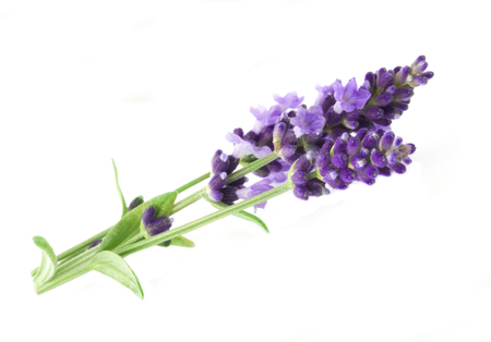 The aromatherapy of lavender. Wellness with Lavandula. Aromatic oil essence for SPA.の写真素材