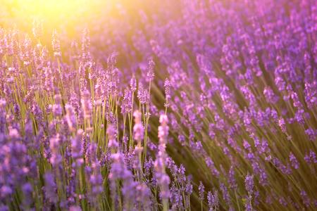 Sunset over a violet lavender field in Provence, France.の写真素材
