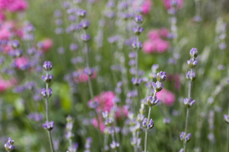 Lavender flower field, fresh purple aromatic flowers for the natural background.の写真素材