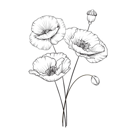 Poppies flowers in black and white Illustration.のイラスト素材