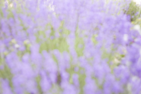 The Lavender flowers in blur effect.の写真素材