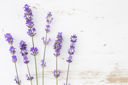 Bunch of lavender on a white background. Botanical illustration. Vintage style. Lavender flowers in closeup.の写真素材