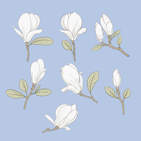 Set of floral elements. Bundle of Linear sketch of Magnolia Flowers. Collection of Hand drawn style black and white line illustrations on a white background. Vector illustrationのイラスト素材