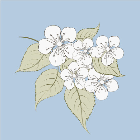 Sakura flowers elements. Collection of spring flowers on a white background. Vector illustration bundle.のイラスト素材