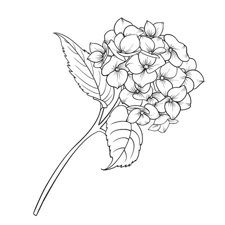 Blooming flower hydrangea on white background. Mop head hydrangea flower isolated against white. Beautiful flowers in style of engraving. Vector illustration.のイラスト素材