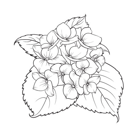 Blooming flower hydrangea on white background. Mop head hydrangea flower isolated against white. Beautiful flowers in style of engraving. Vector illustration.の写真素材