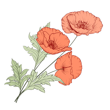 Vintage poppy bouquet. Wedding flowers garland. Flowers in watercolor style, hand drawn poppies. Vector illustration.のイラスト素材