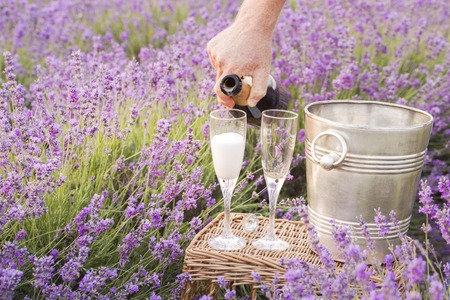 Delicious champagne over lavender flowers field at sunset light. Violet flowers on the background.の写真素材