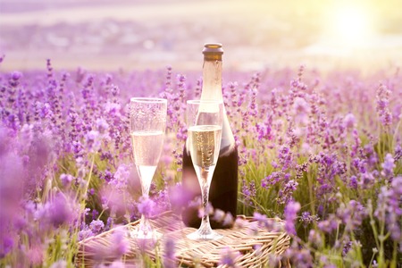 Delicious champagne over lavender flowers field. Violet flowers on the background.の写真素材