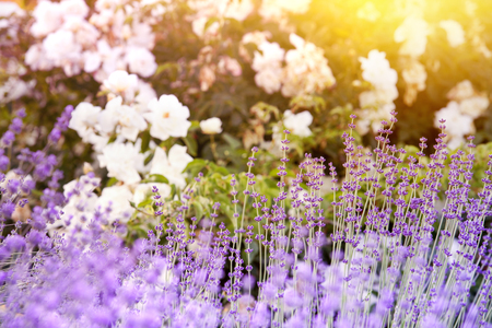 Lavender bushes closeup on evening light. Purple flowers of lavender. Provence region of france.の写真素材
