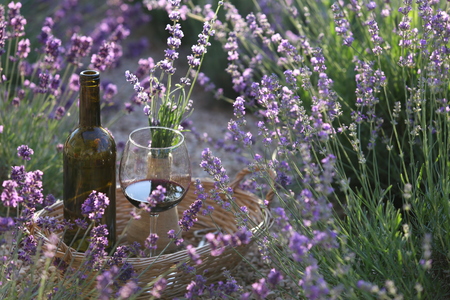 Red wine bottle. Bottle of wine against lavender landscape in sunset rays.の写真素材