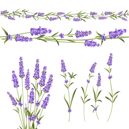 Set of lavender flowers elements. Botanical illustration. Collection of lavender flowers on a white background. Vector illustration bundle.のイラスト素材