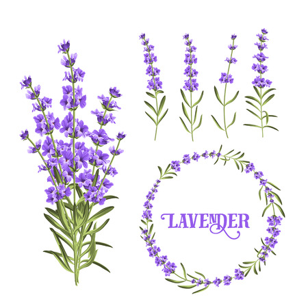 Set of lavender flowers elements. Botanical illustration. Collection of lavender flowers on a white background. Vector illustration bundle.のイラスト素材