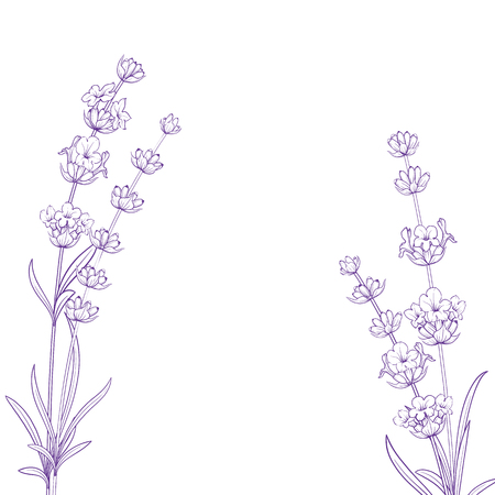 Summer flowers with calligraphy sign Lavender Herbs. Bunch of lavender flower isolated over white background. Vector illustration.のイラスト素材