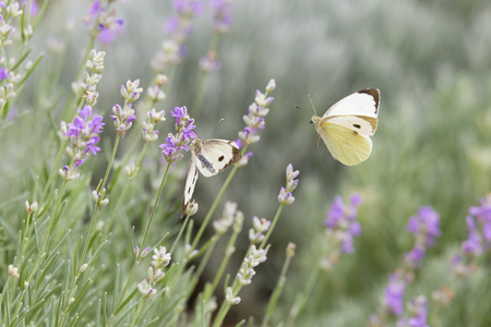 Beautiful white butterfly over the violet Lavender flowers. Close-up of flower field background.の写真素材
