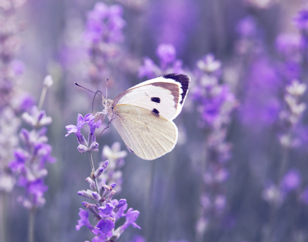 Butterfly over lavender flowers. Close-up of flower field background. Design template for lifestyle illustration.の写真素材