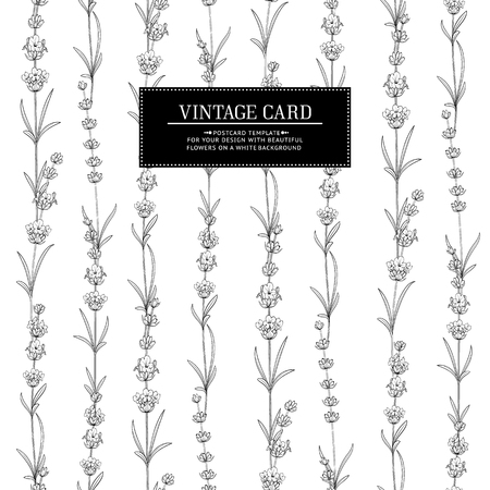 The Lavender tile frame line. Bunch of lavender flowers on a white background. Vector illustration.のイラスト素材
