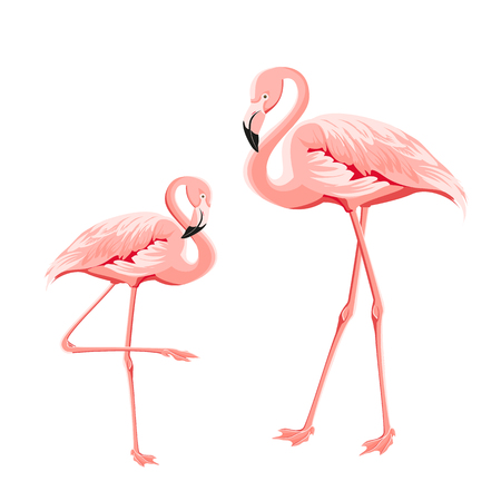 Tropical birds illustration. Pink flamingos set. Two staing flamingos. Elements for invitation card and your template design. Vector illustration.のイラスト素材