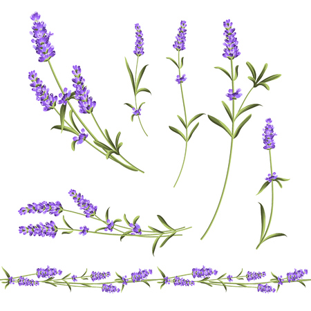 Provence flowers collection. Set of lavender flowers elements. Violet flowers kit. Fashion summer print bundle. Elements for invitation card and your template design. Vector illustration.のイラスト素材
