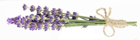 Lavender flowers in closeup. Bunch of lavender flowers isolated over white background.の写真素材