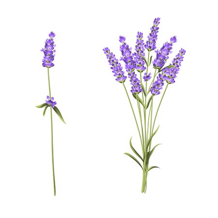 Summer flowers bunch of lavender flowers isolated over white background. Vector illustration.のイラスト素材